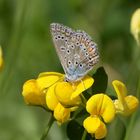 Hauhechelbläuling (Polyommatus icarus)