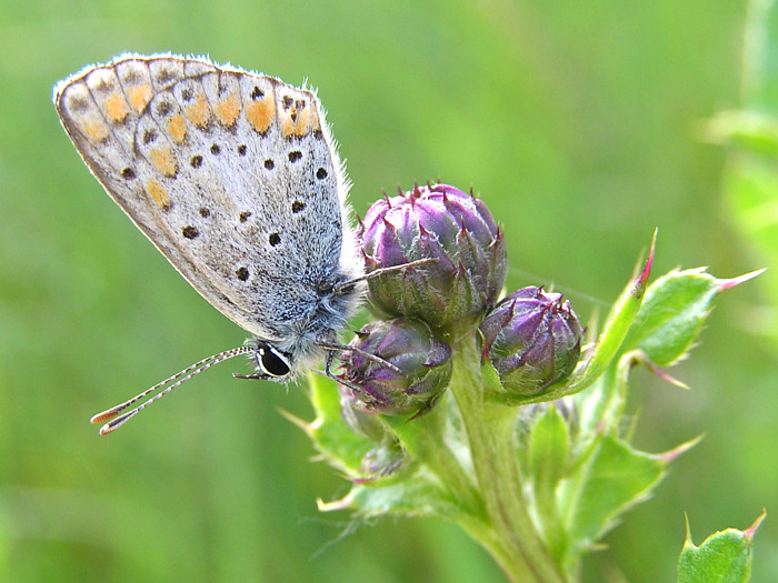 Hauhechelbläuling (Polyommatus icarus)