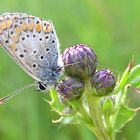 Hauhechelbläuling (Polyommatus icarus)