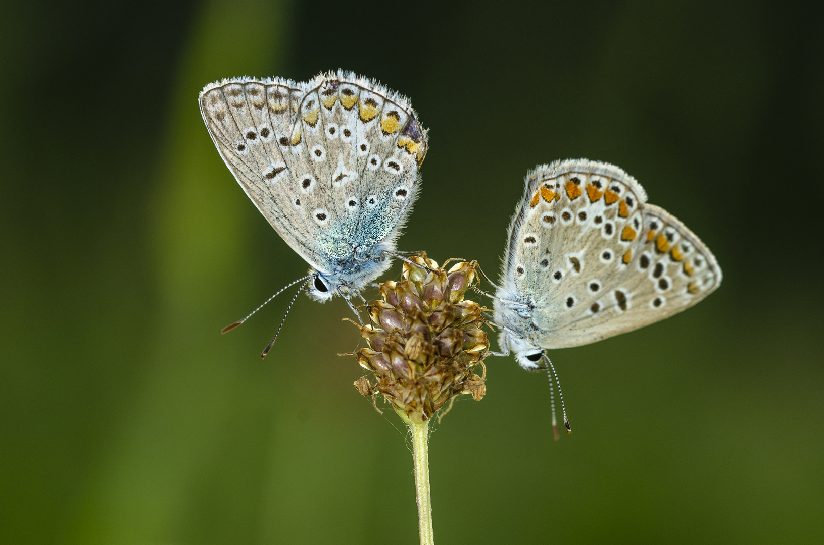 Hauhechelbläuling (Polyommatus icarus)