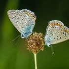 Hauhechelbläuling (Polyommatus icarus)