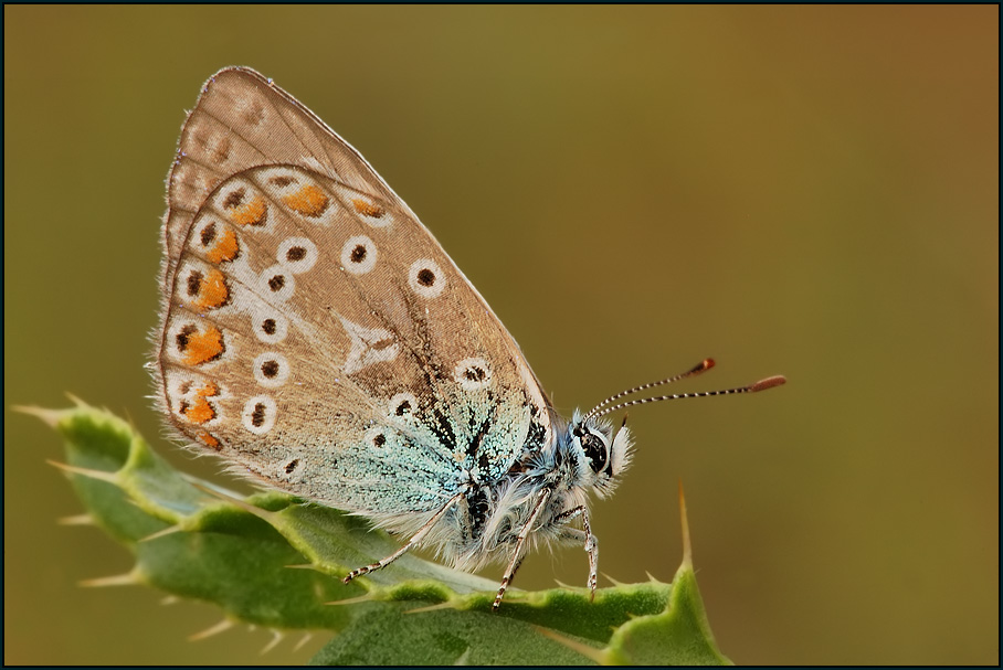 Hauhechelbläuling (Polyommatus icarus)