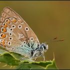 Hauhechelbläuling (Polyommatus icarus)