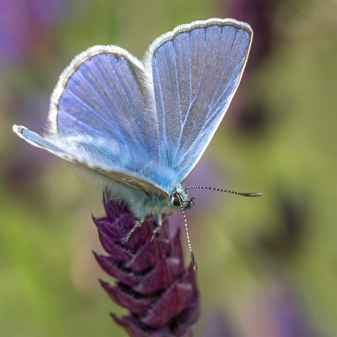 Hauhechelbläuling (Polyommatus icarus)