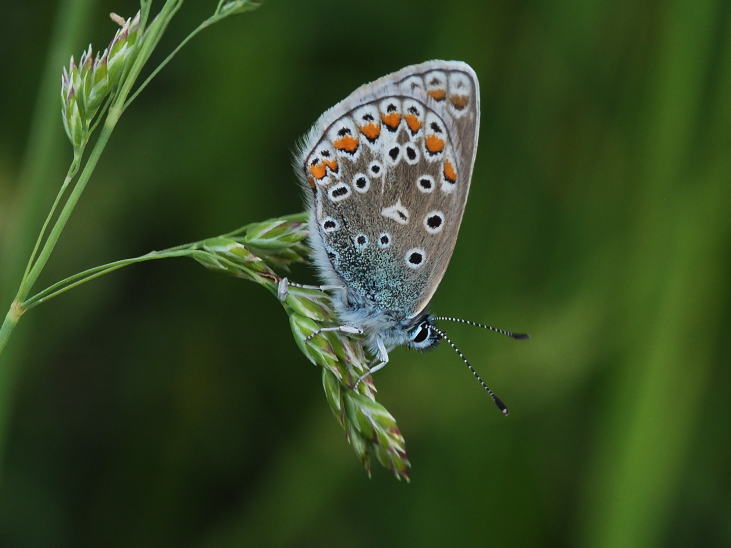 Hauhechelbläuling (Polyommatus icarus)