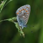 Hauhechelbläuling (Polyommatus icarus)