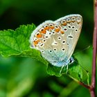 Hauhechelbläuling (Polyommatus icarus)