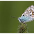 Hauhechelbläuling (Polyommatus icarus)