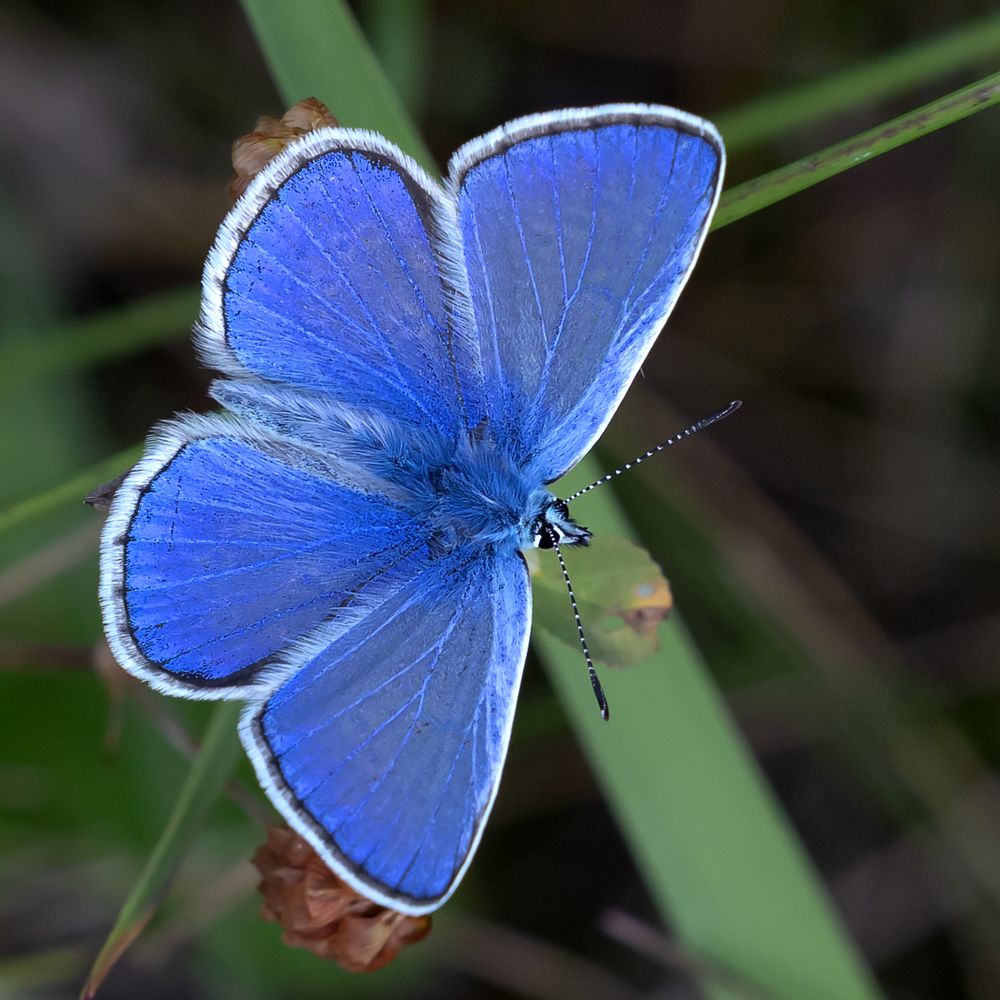 Hauhechelbläuling (Polyommatus icarus)