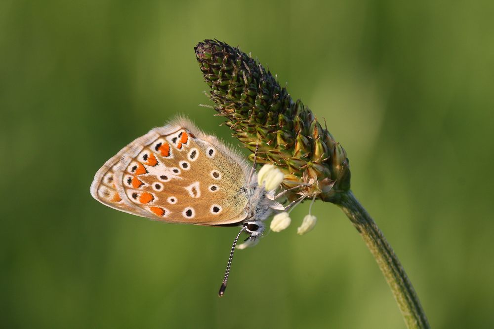 Hauhechelbläuling (Polyommatus icarus)