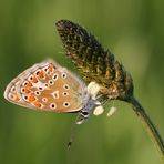 Hauhechelbläuling (Polyommatus icarus)