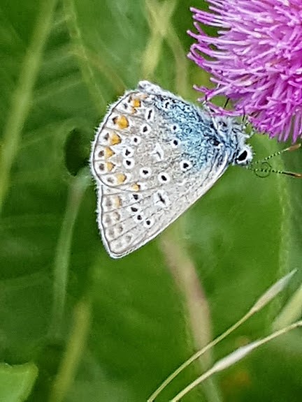 Hauhechelbläuling (Polyommatus icarus)