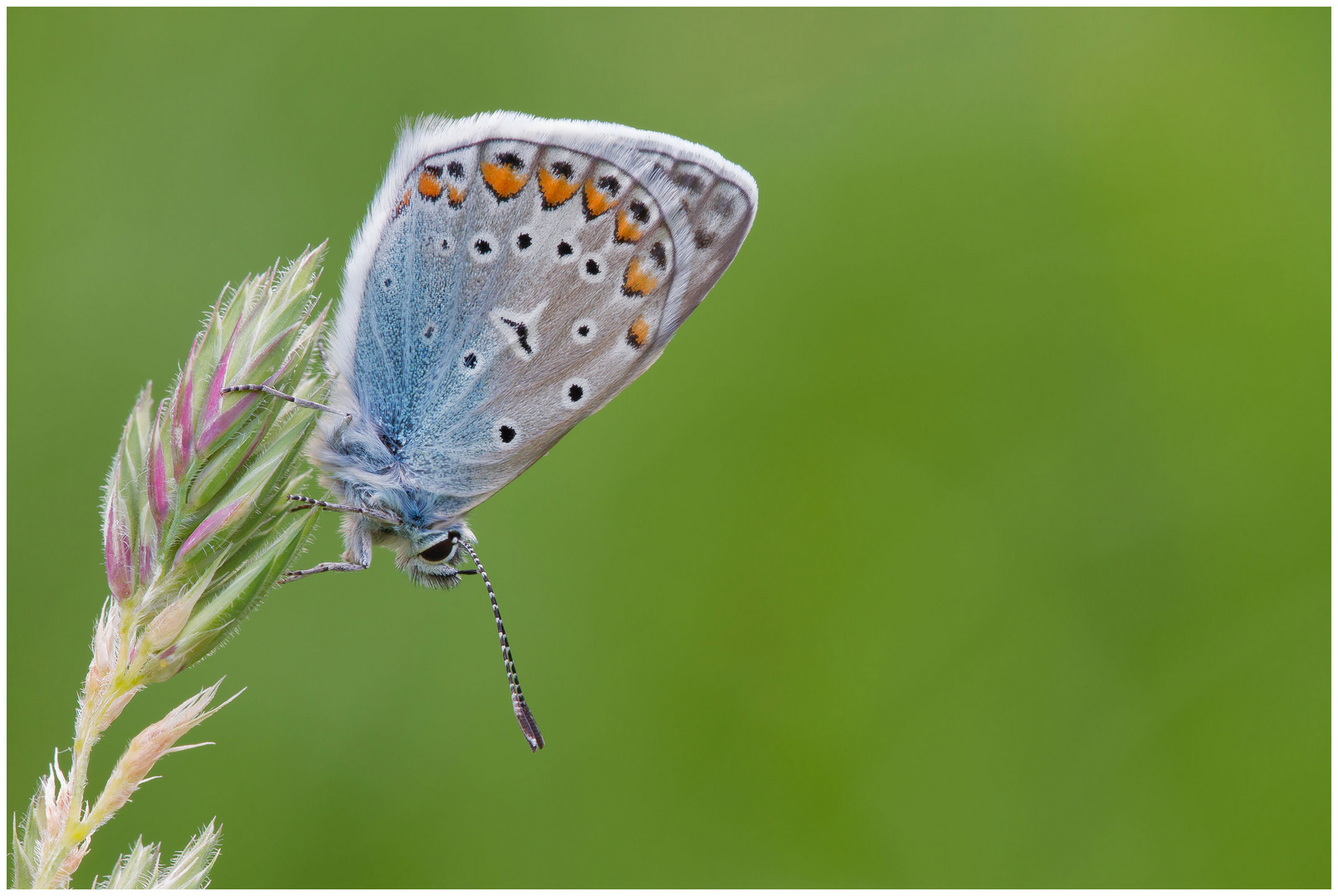 Hauhechelbläuling (Polyommatus icarus)