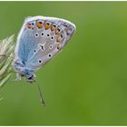 Hauhechelbläuling (Polyommatus icarus)