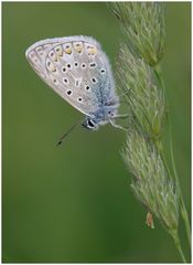 Hauhechelbläuling (Polyommatus icarus) am Abend