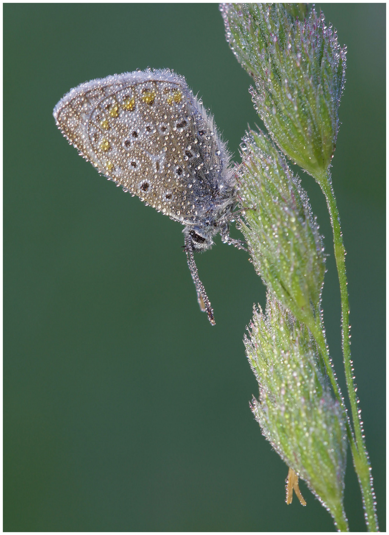 Hauhechelbläuling (Polyommatus icarus) am Morgen