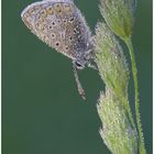 Hauhechelbläuling (Polyommatus icarus) am Morgen