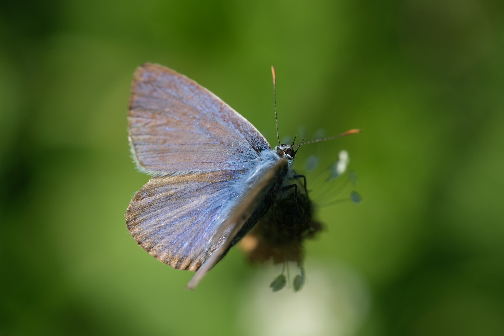 Hauhechelbläuling (Polyommatus icarus) auf Spitzwegerichblüte (Plantago lanceolata L.)