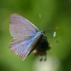 Hauhechelbläuling (Polyommatus icarus) auf Spitzwegerichblüte (Plantago lanceolata L.)