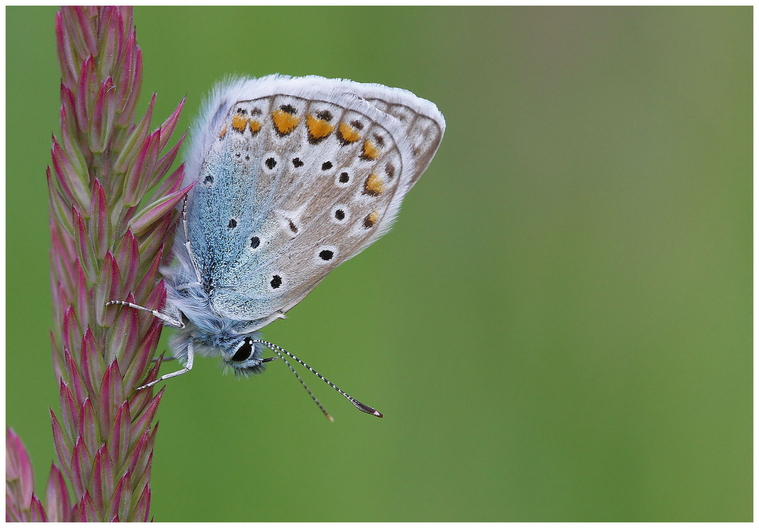 Hauhechelbläuling (Polyommatus icarus)