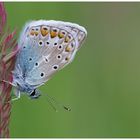 Hauhechelbläuling (Polyommatus icarus)