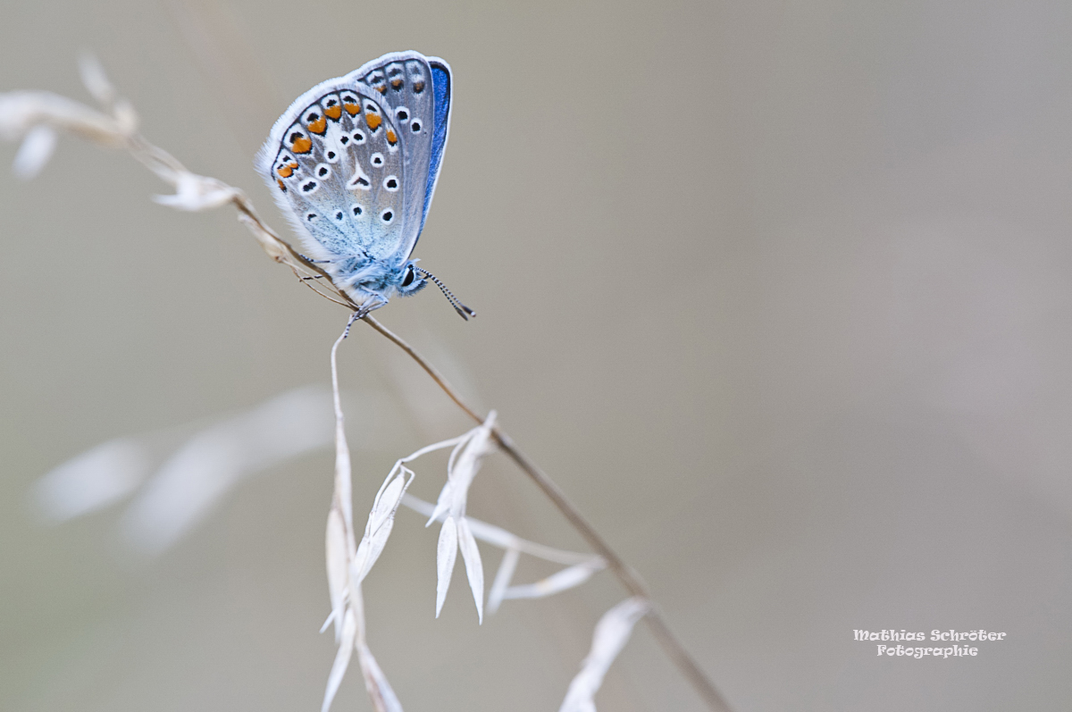 Hauhechelbläuling (Polyommatus icarus)