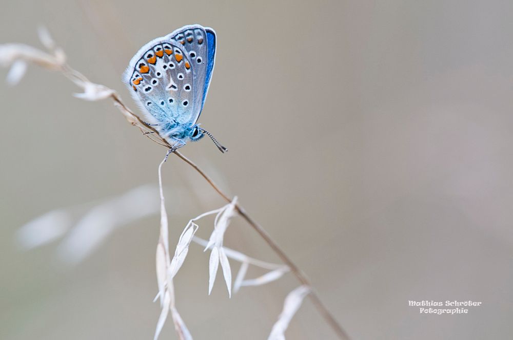 Hauhechelbläuling (Polyommatus icarus)