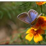 Hauhechelbläuling - Polyommatus icarus