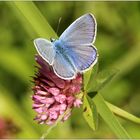 Hauhechelbläuling (Polyommatus icarus)