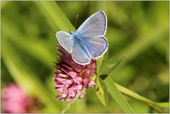 Hauhechelbläuling (Polyommatus icarus)