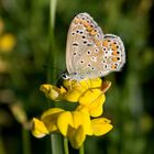 Hauhechelbläuling (Polyommatus icarus) ***danke Dir KathrinJ***