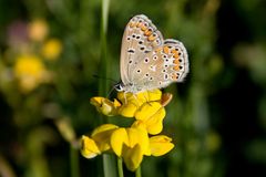 Hauhechelbläuling (Polyommatus icarus) ***danke Dir KathrinJ***