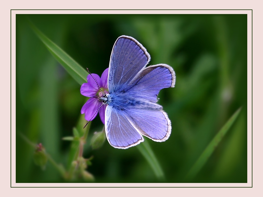 Hauhechelbläuling (Polyommatus icarus)