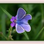 Hauhechelbläuling (Polyommatus icarus)