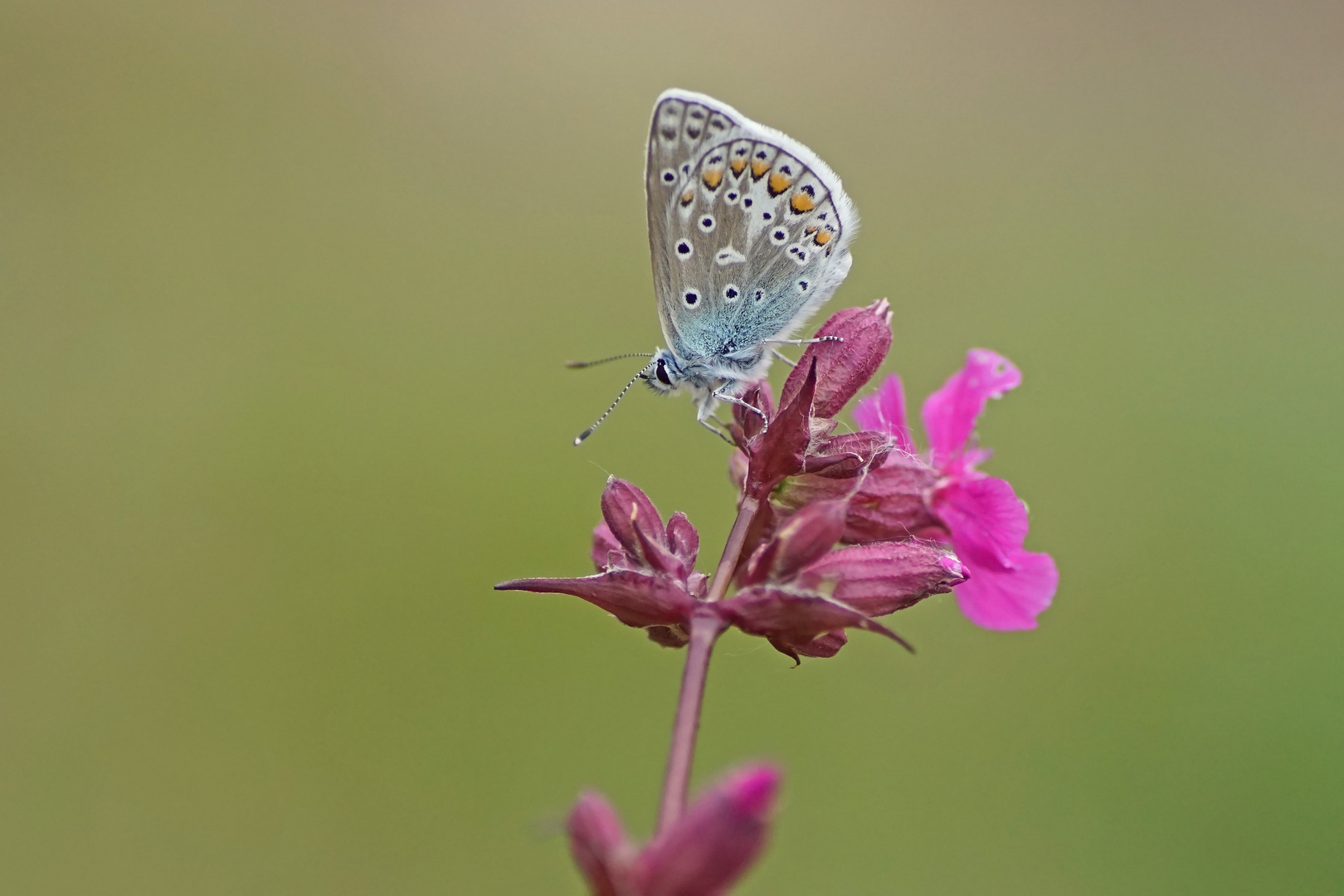 Hauhechelbläuling (Polyommatus icarus) der erste für 2019