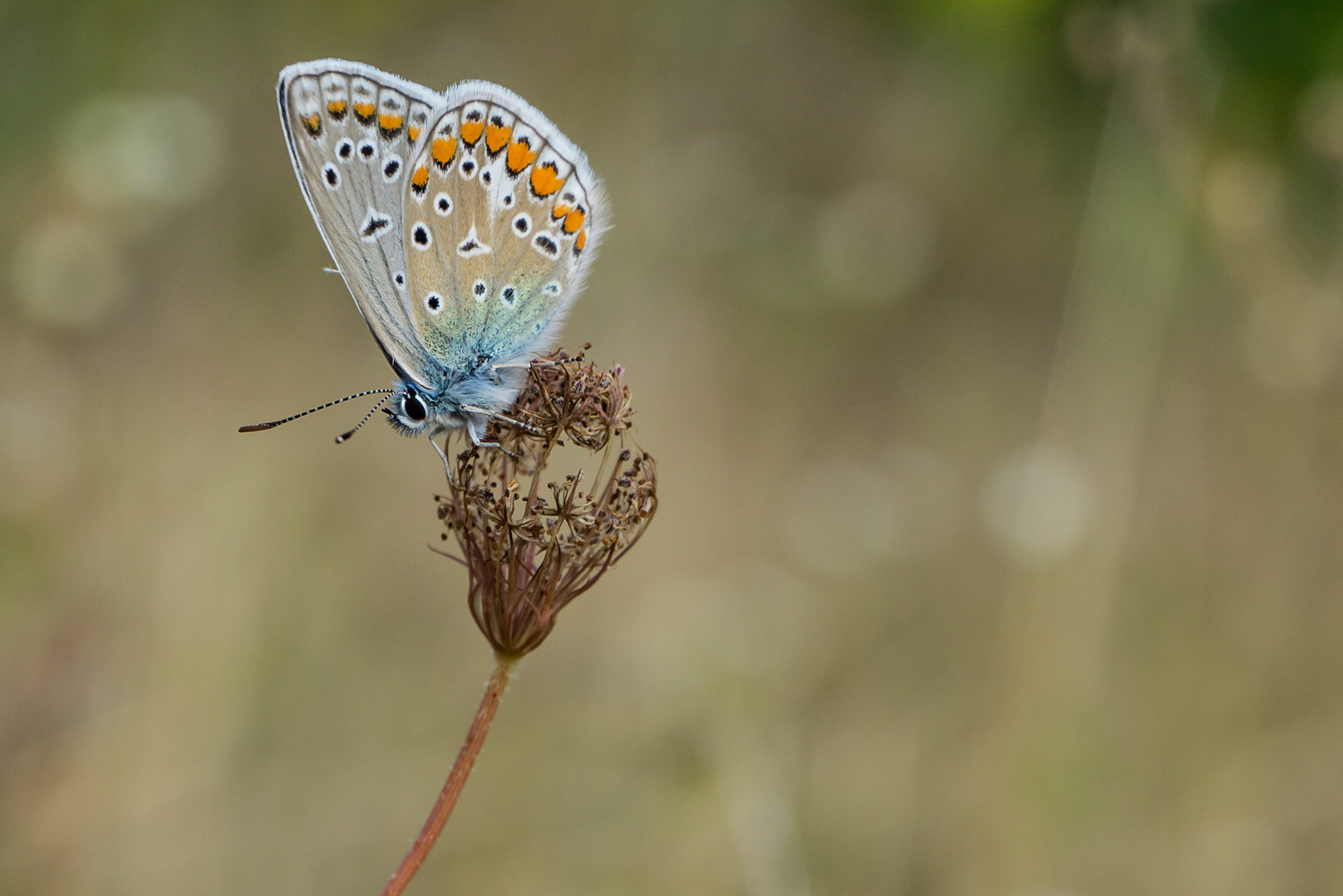 Hauhechelbläuling (Polyommatus icarus)