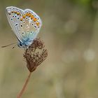 Hauhechelbläuling (Polyommatus icarus)