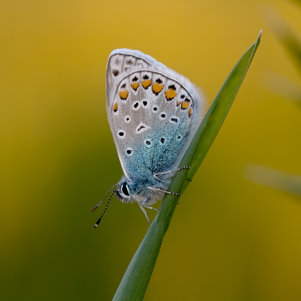 Hauhechelbläuling (Polyommatus icarus)