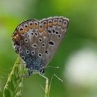 Hauhechelbläuling (Polyommatus Icarus)