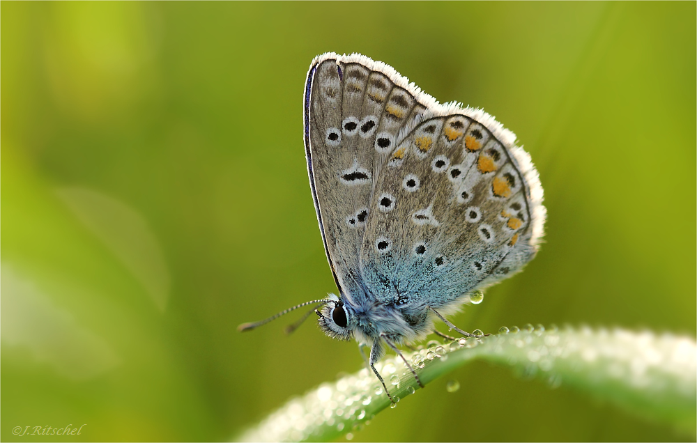 Hauhechelbläuling (Polyommatus icarus)