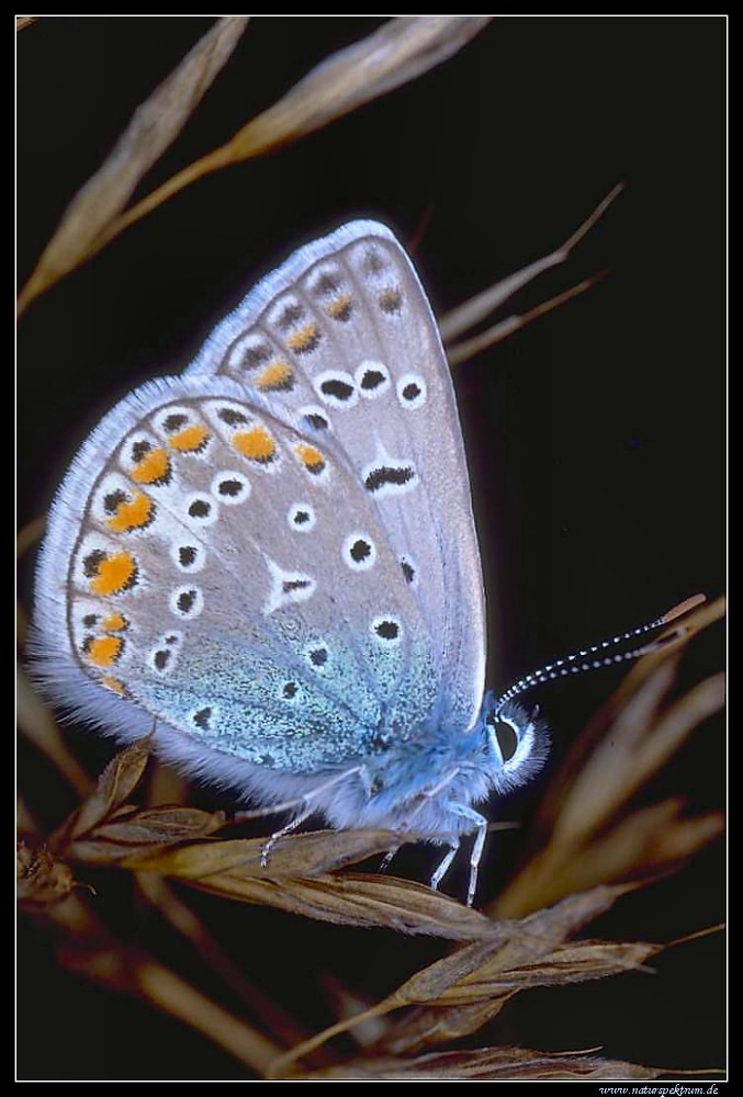 Hauhechelbläuling (Polyommatus icarus) Kein --> Geißkleebläuling (Plebejus argus)