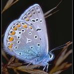 Hauhechelbläuling (Polyommatus icarus) Kein --> Geißkleebläuling (Plebejus argus)