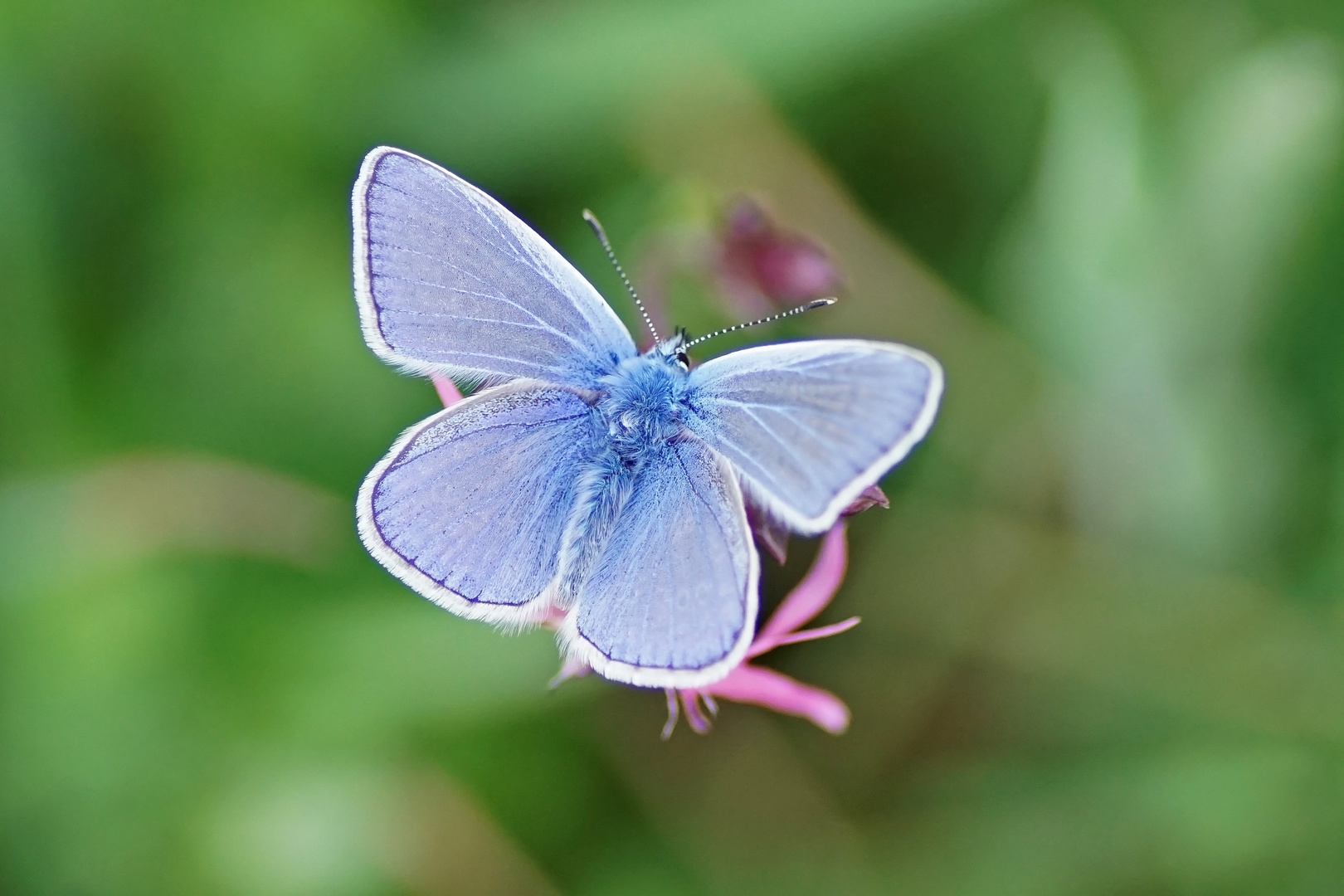 Hauhechelbläuling (Polyommatus icarus), Männchen