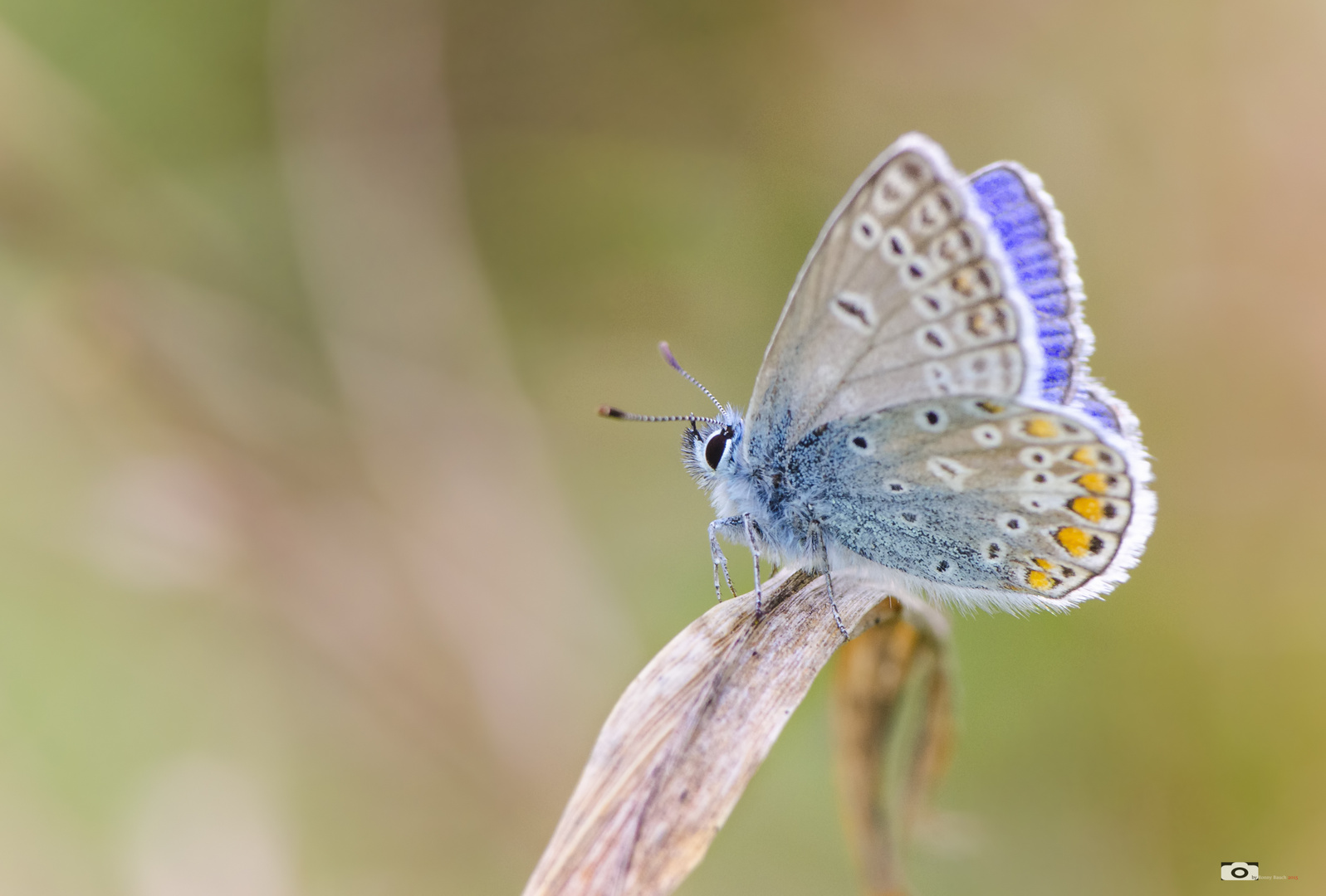 Hauhechelbläuling - polyommatus icarus (männl.)