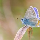 Hauhechelbläuling - polyommatus icarus (männl.)