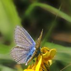 Hauhechelbläuling - Weibchen