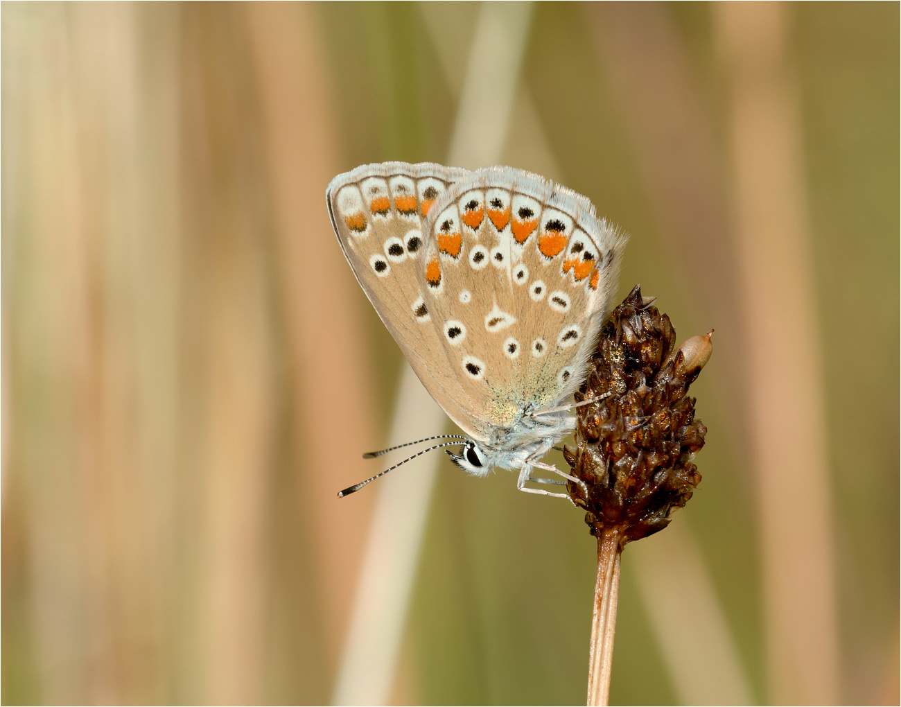 Hauhechelbläuling (weiblich), (Polyommatus icarus)