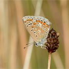 Hauhechelbläuling (weiblich), (Polyommatus icarus)