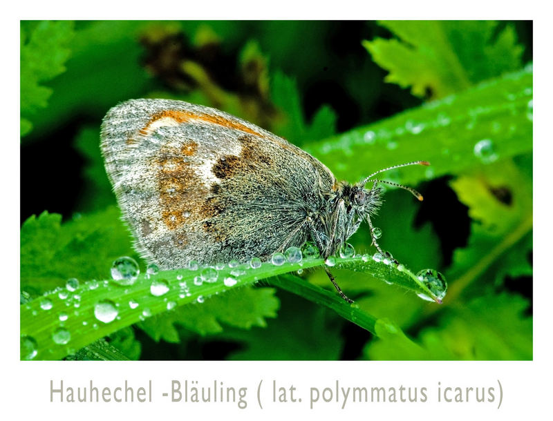 Hauhechel_Bläuling_#_102374_2