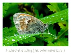 Hauhechel_Bläuling_#_102374_2